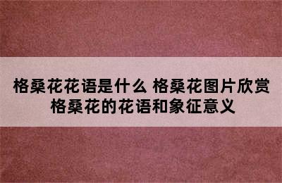 格桑花花语是什么 格桑花图片欣赏 格桑花的花语和象征意义